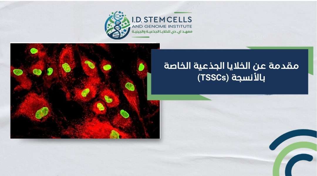 مقدمة عن الخلايا الجذعية الخاصة بالأنسجة (TSSCs)
