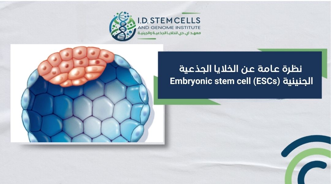 نظرة عامة عن الخلايا الجذعية الجنينية  Embryonic stem cell (ESCs)