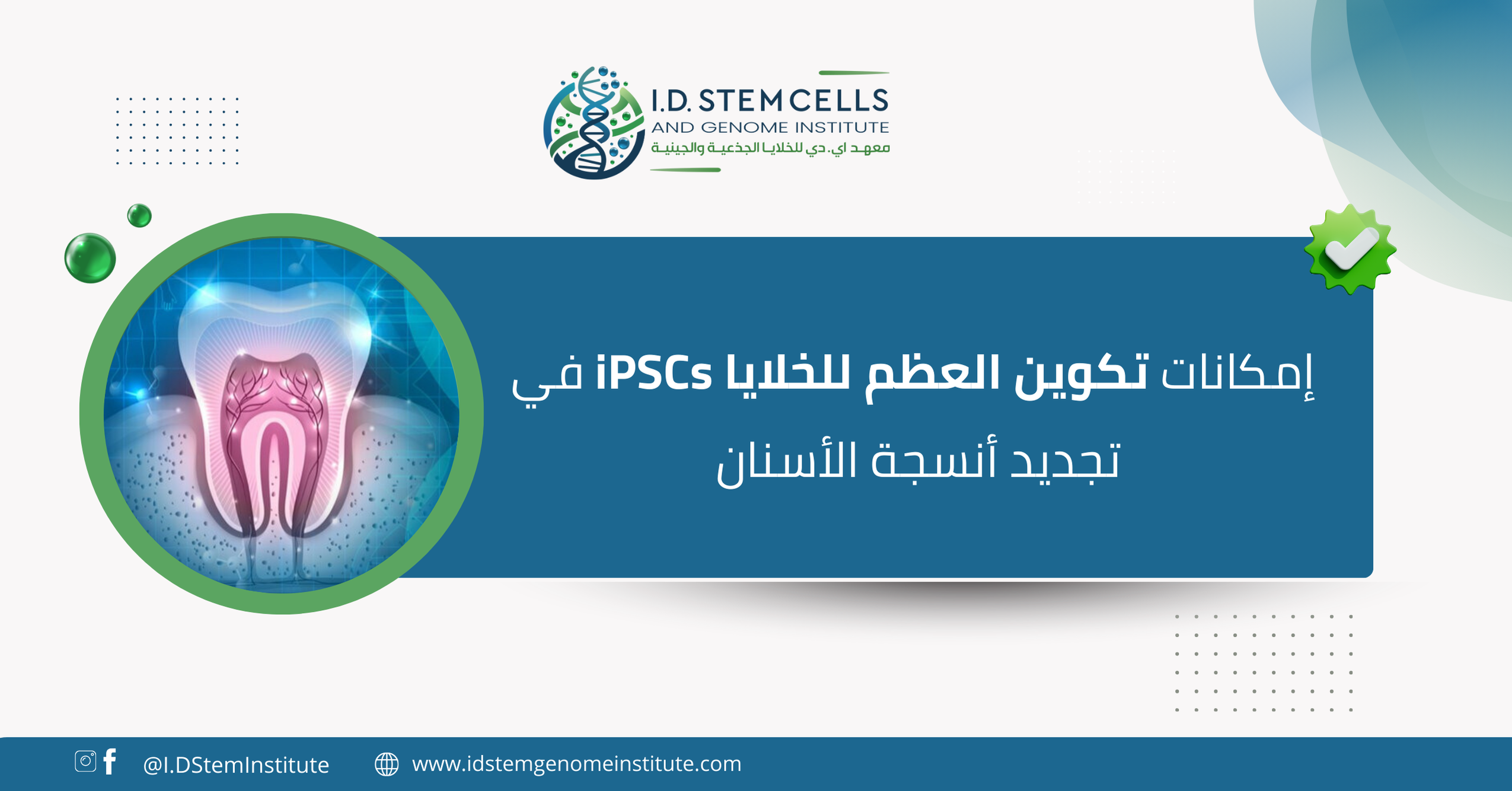 إمكانات تكوين العظم للخلايا iPSCs في تجديد أنسجة الأسنان