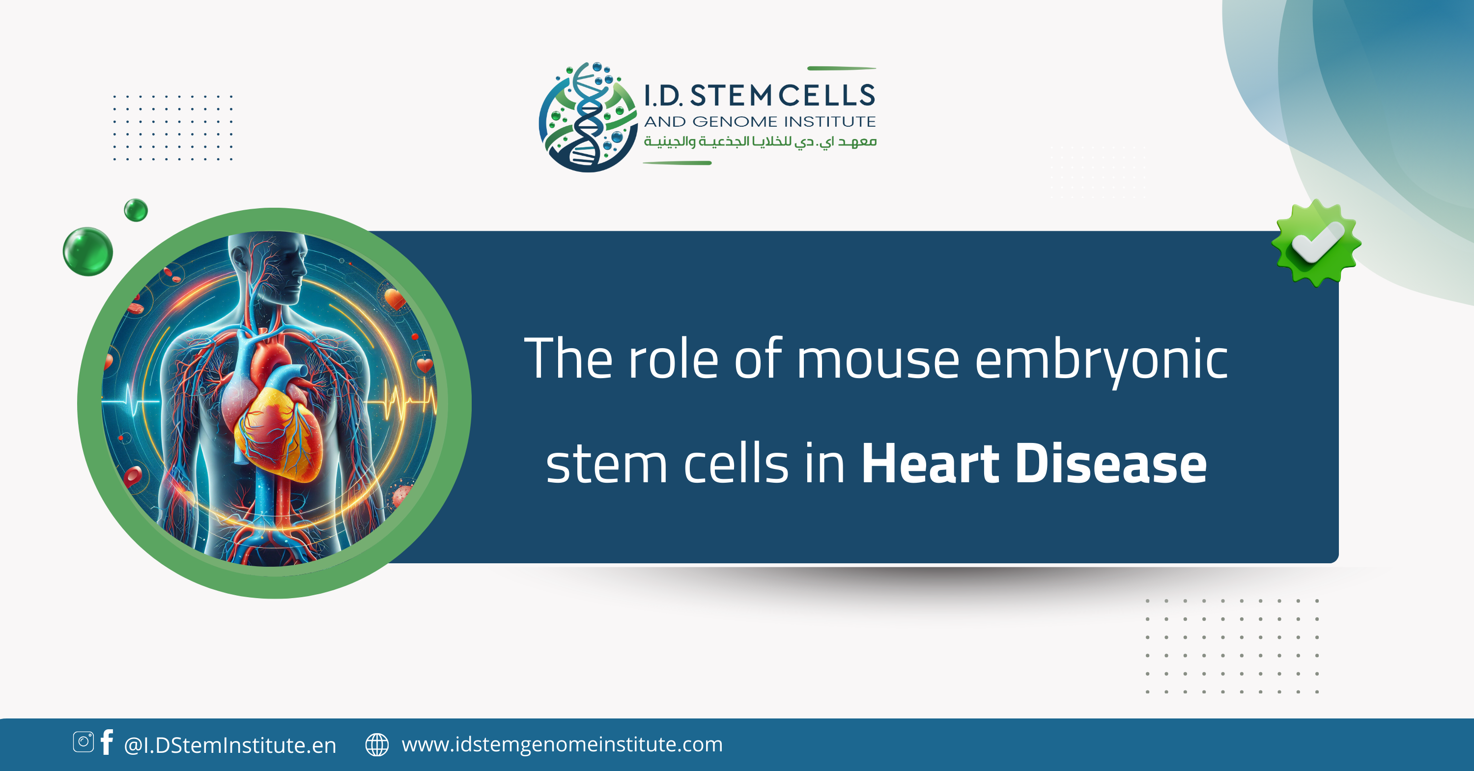 The role of mouse embryonic stem cells in heart disease
