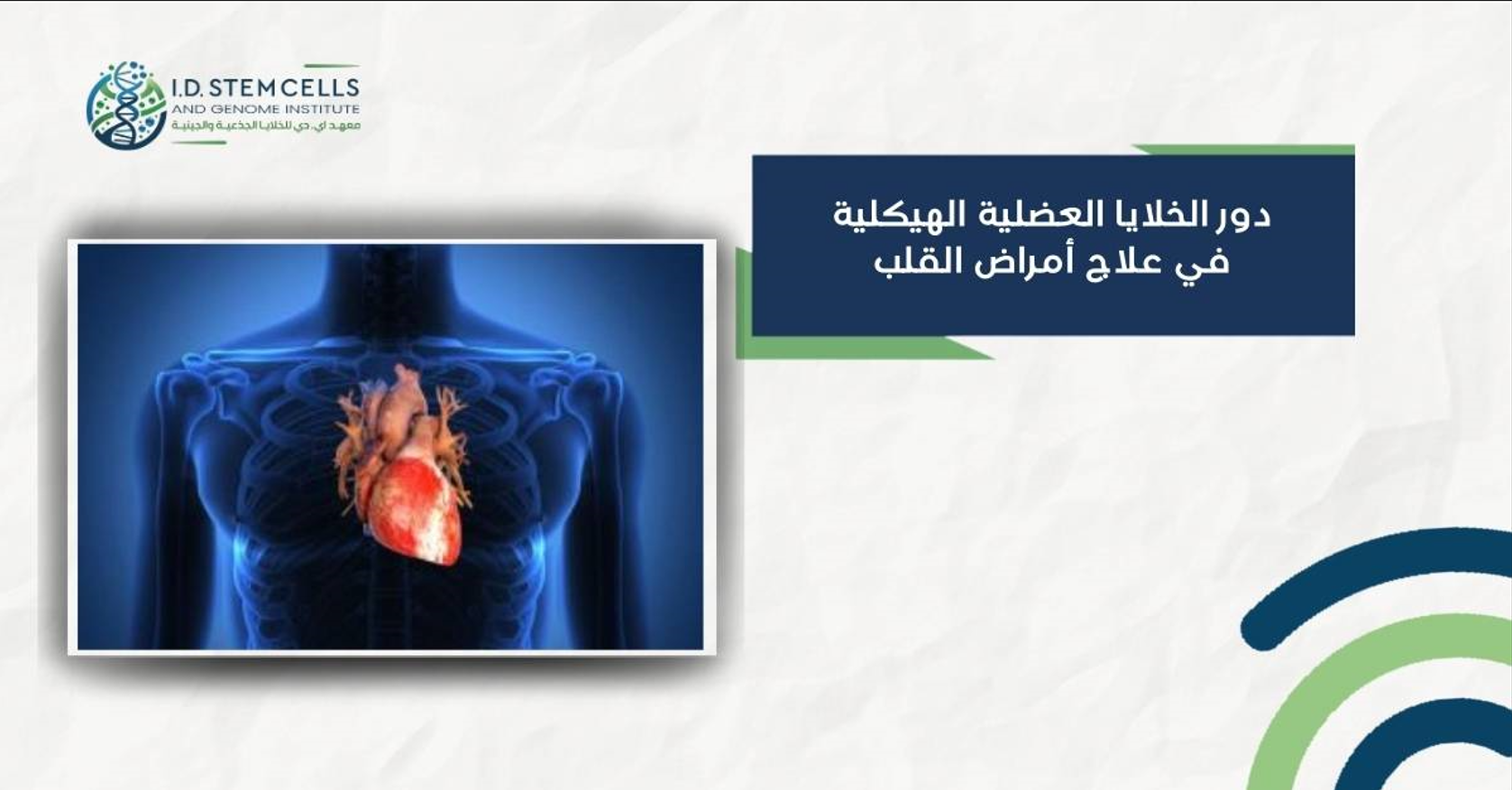 دور الخلايا العضلية الهيكلية في علاج أمراض القلب
