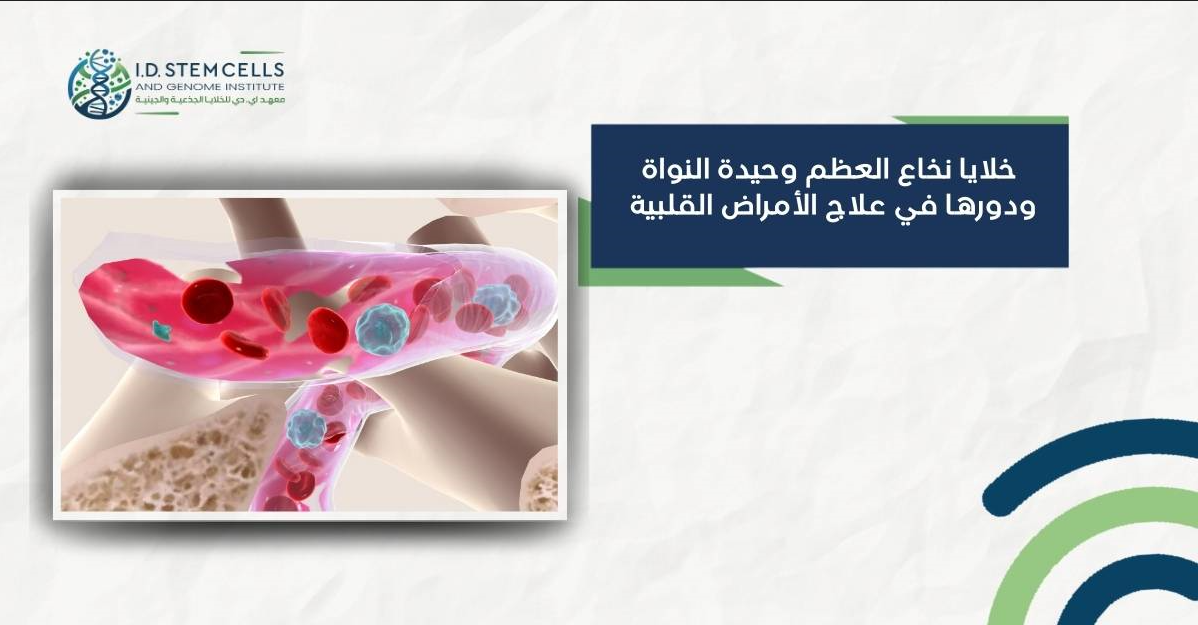 خلايا نخاع العظم وحيدة النواة  ودورها في علاج الأمراض القلبية