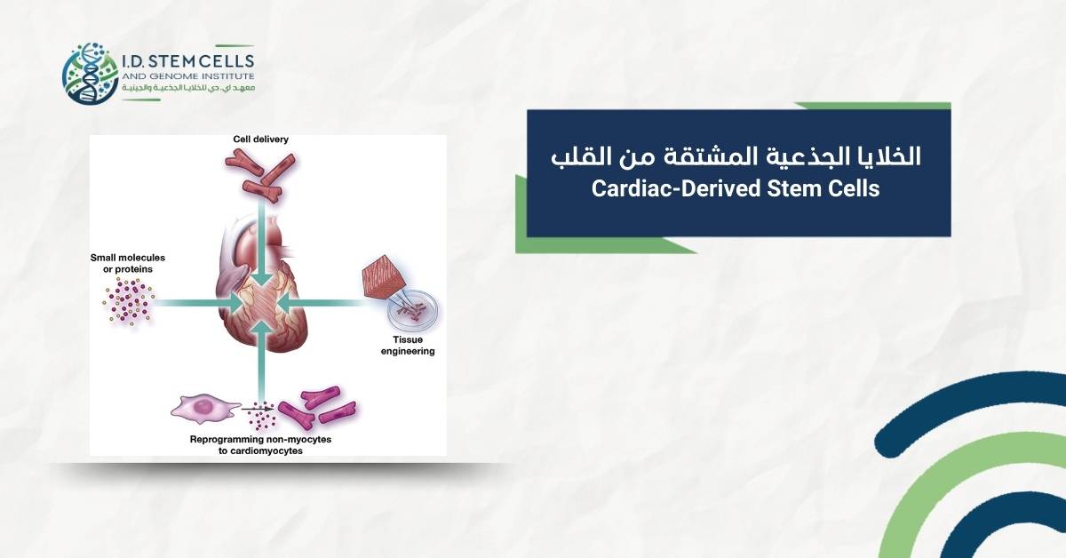 الخلايا الجذعية المشتقة من القلب  Cardiac-Derived Stem Cells