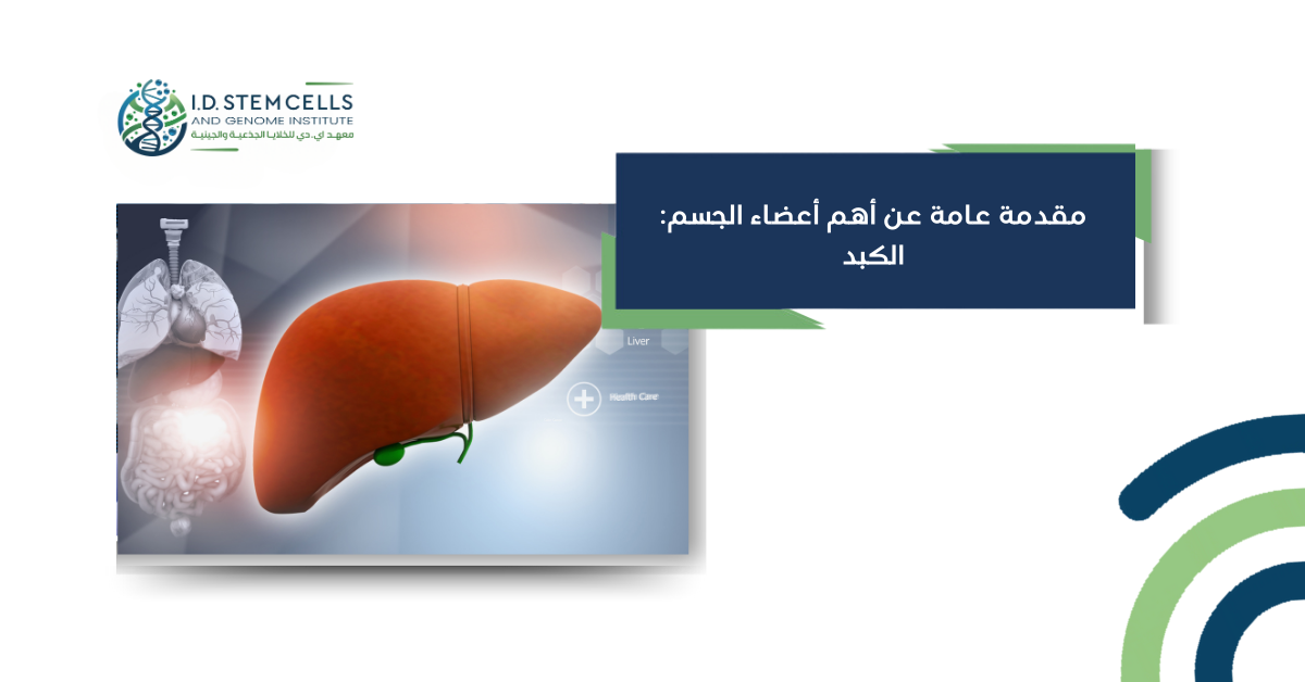 مقدمة عامة عن أهم أعضاء الجسم: الكبد