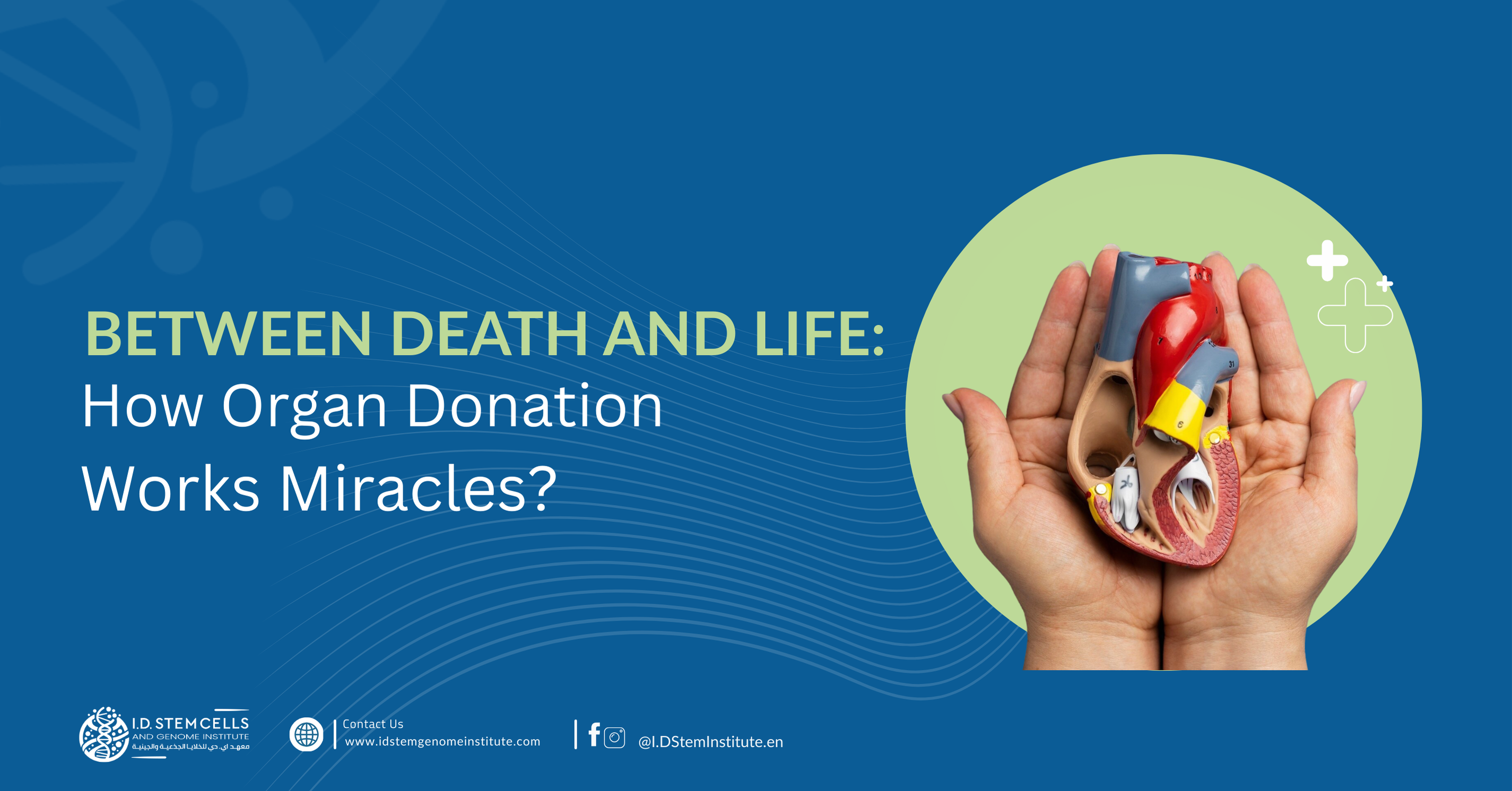 Between Death and Life: How Organ Donation Works Miracles?