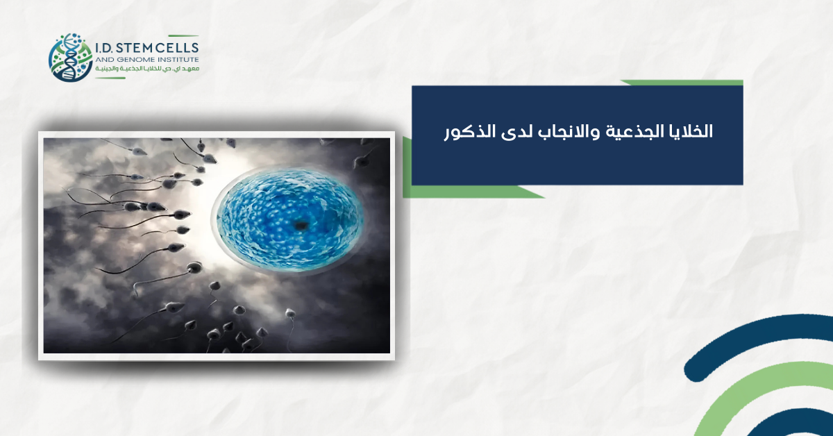 الخلايا الجذعية والإنجاب لدى الذكور