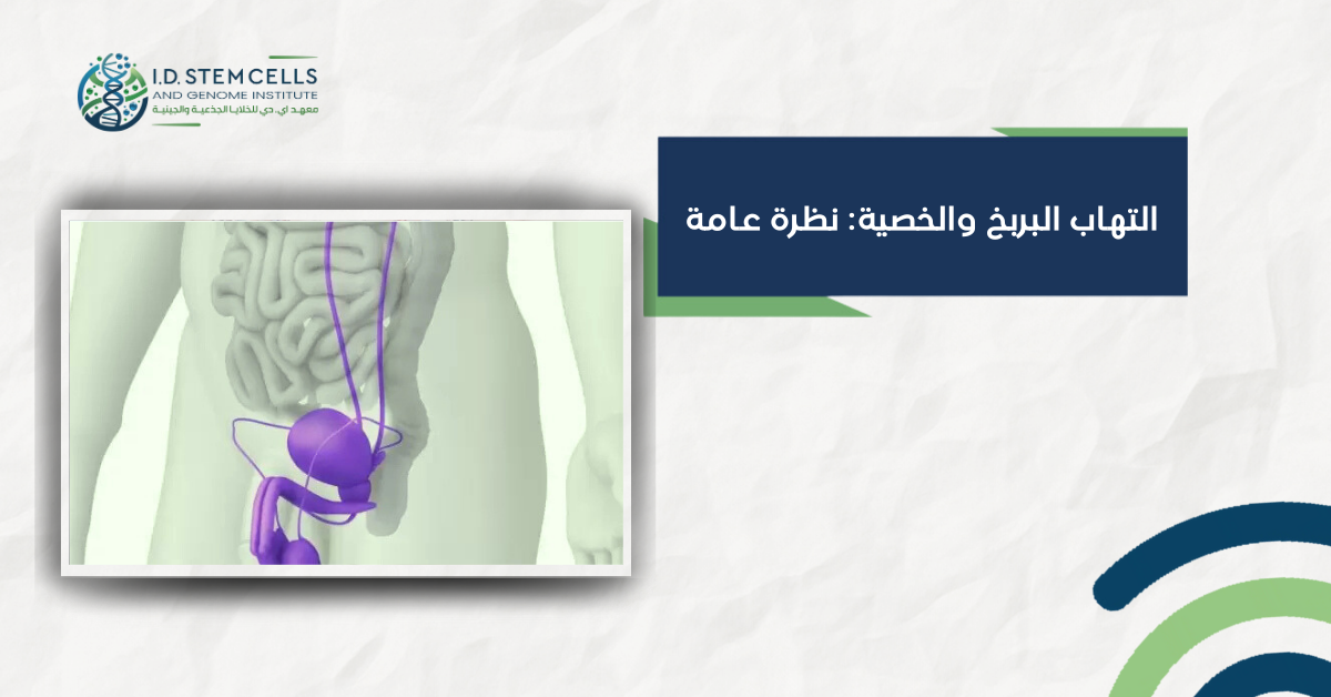 التهاب البربخ والخصية: نظرة عامة
