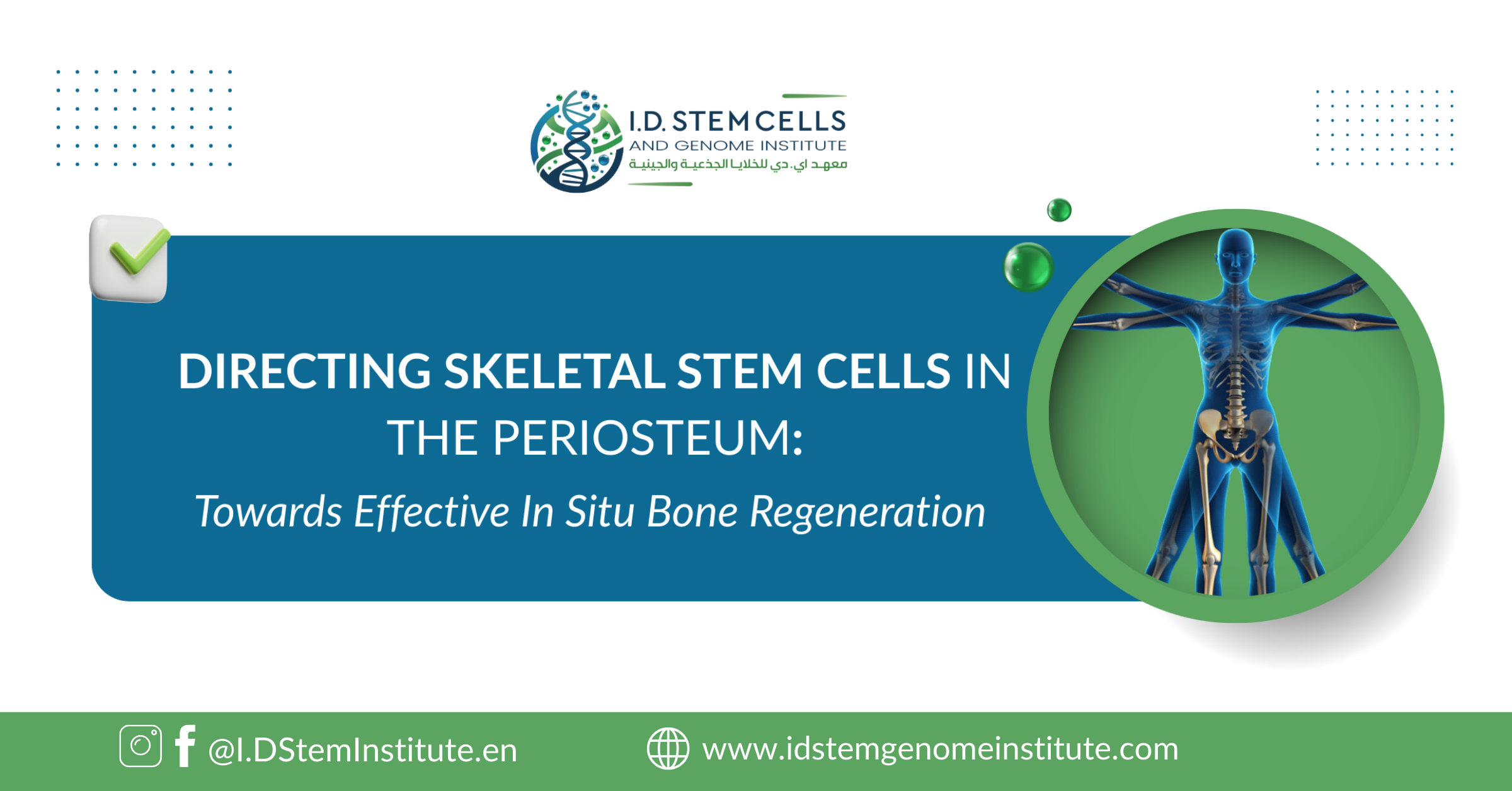 Directing Skeletal Stem Cells in the Periosteum: Towards Effective In Situ Bone Regeneration