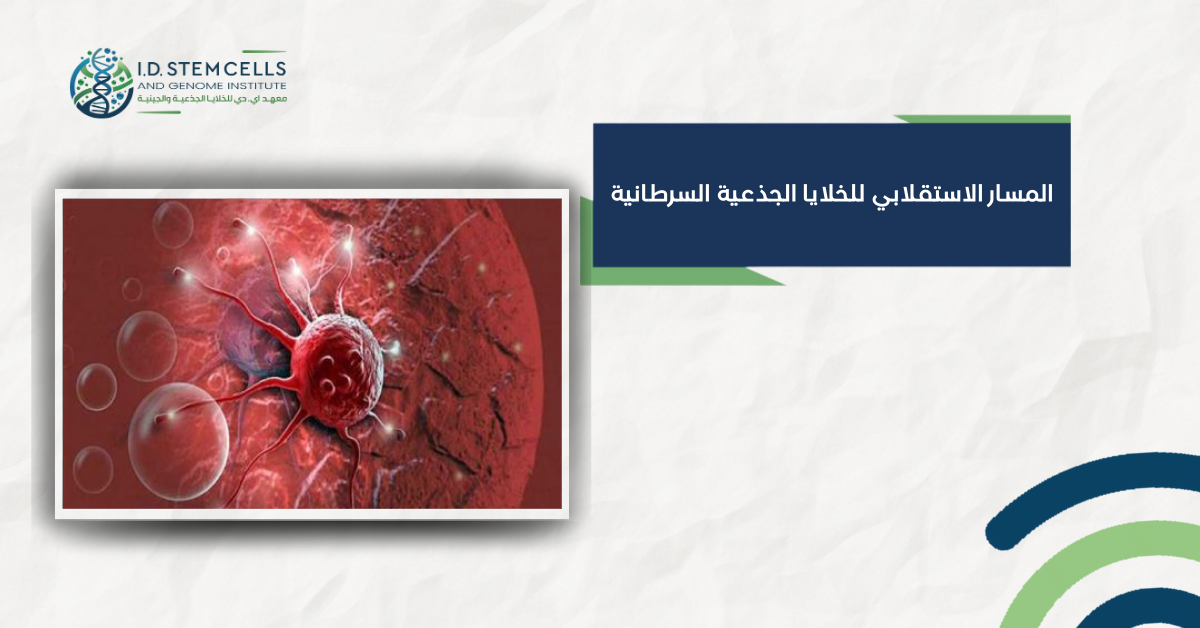 المسار الاستقلابي للخلايا الجذعية السرطانية