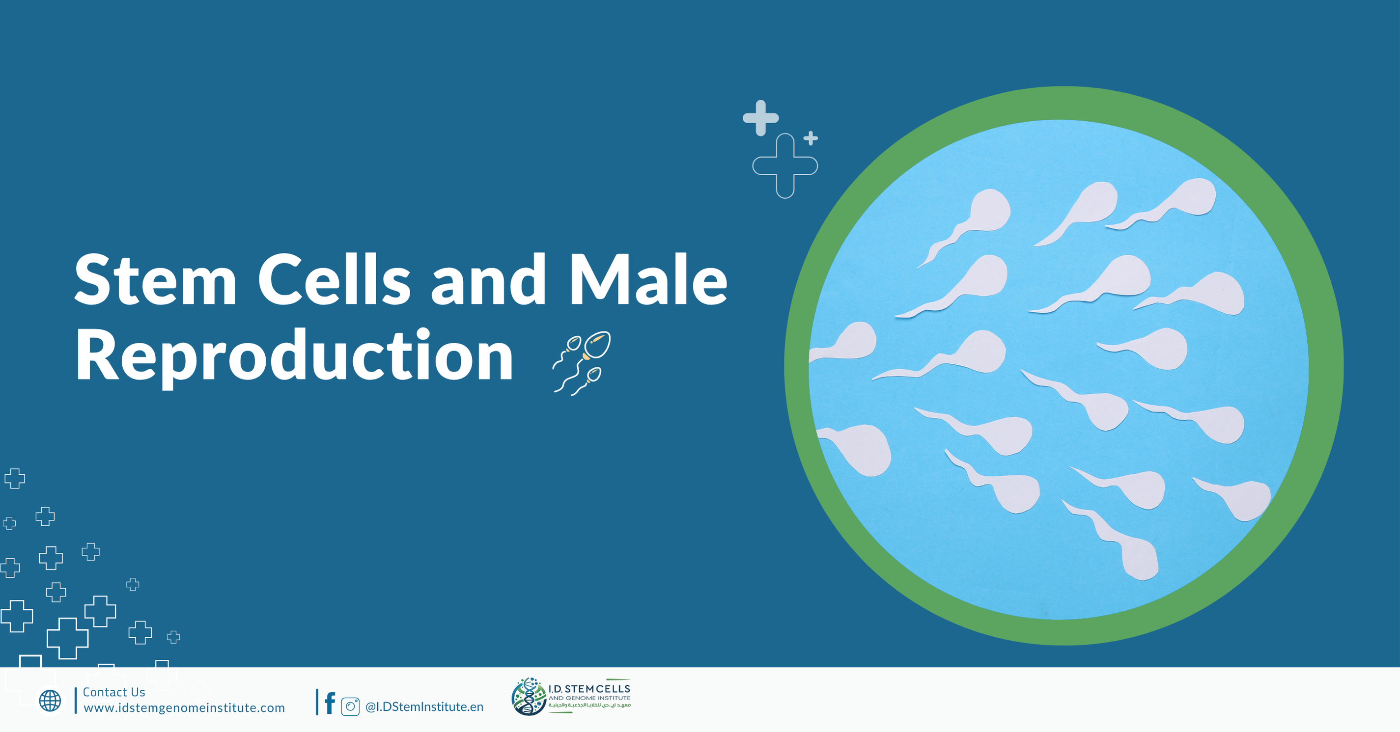 Stem Cells and Male Reproduction