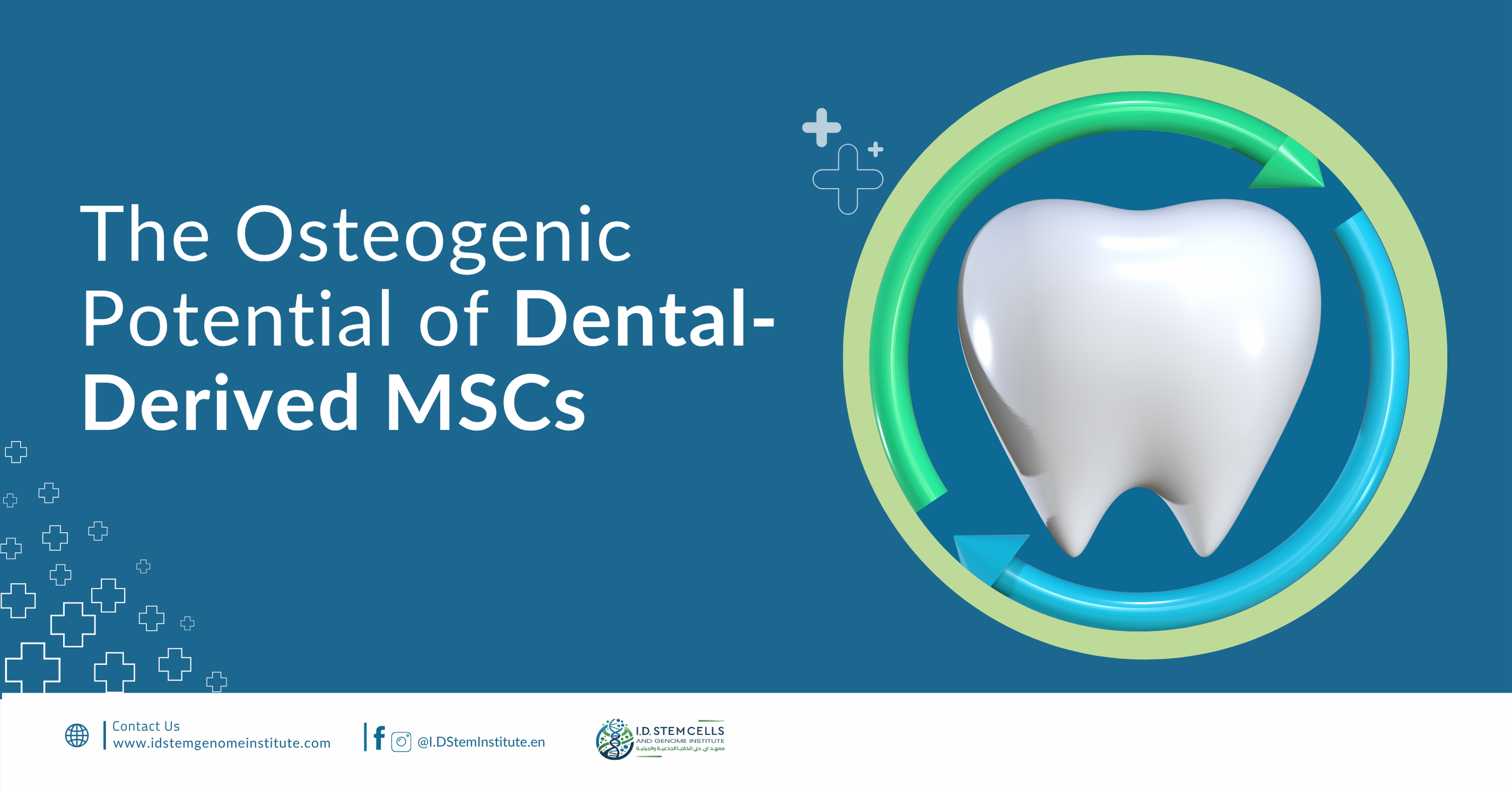 the-osteogenic-potential-of-dental-derived-mscs
