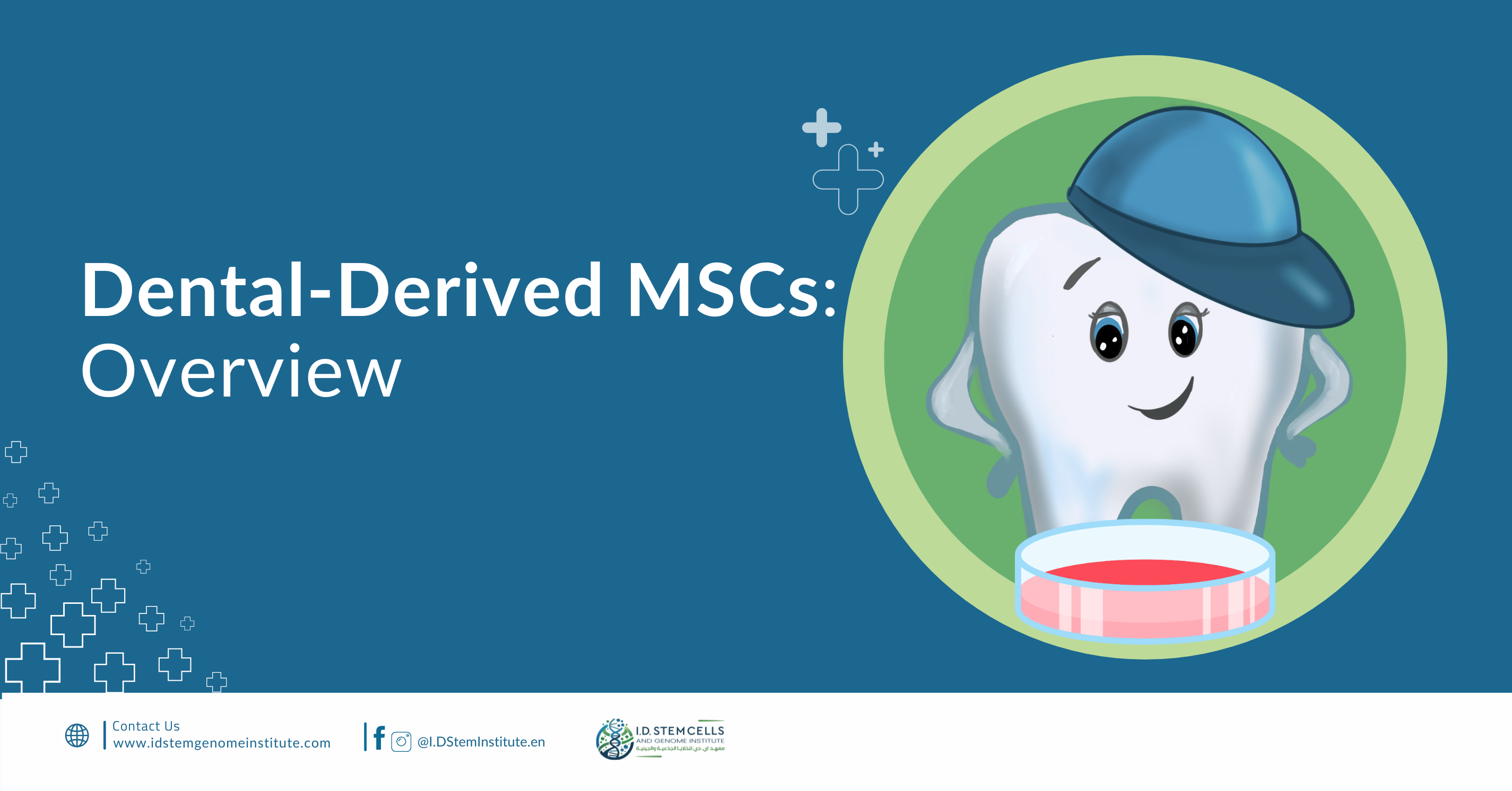 Dental-Derived MSCs:Overview