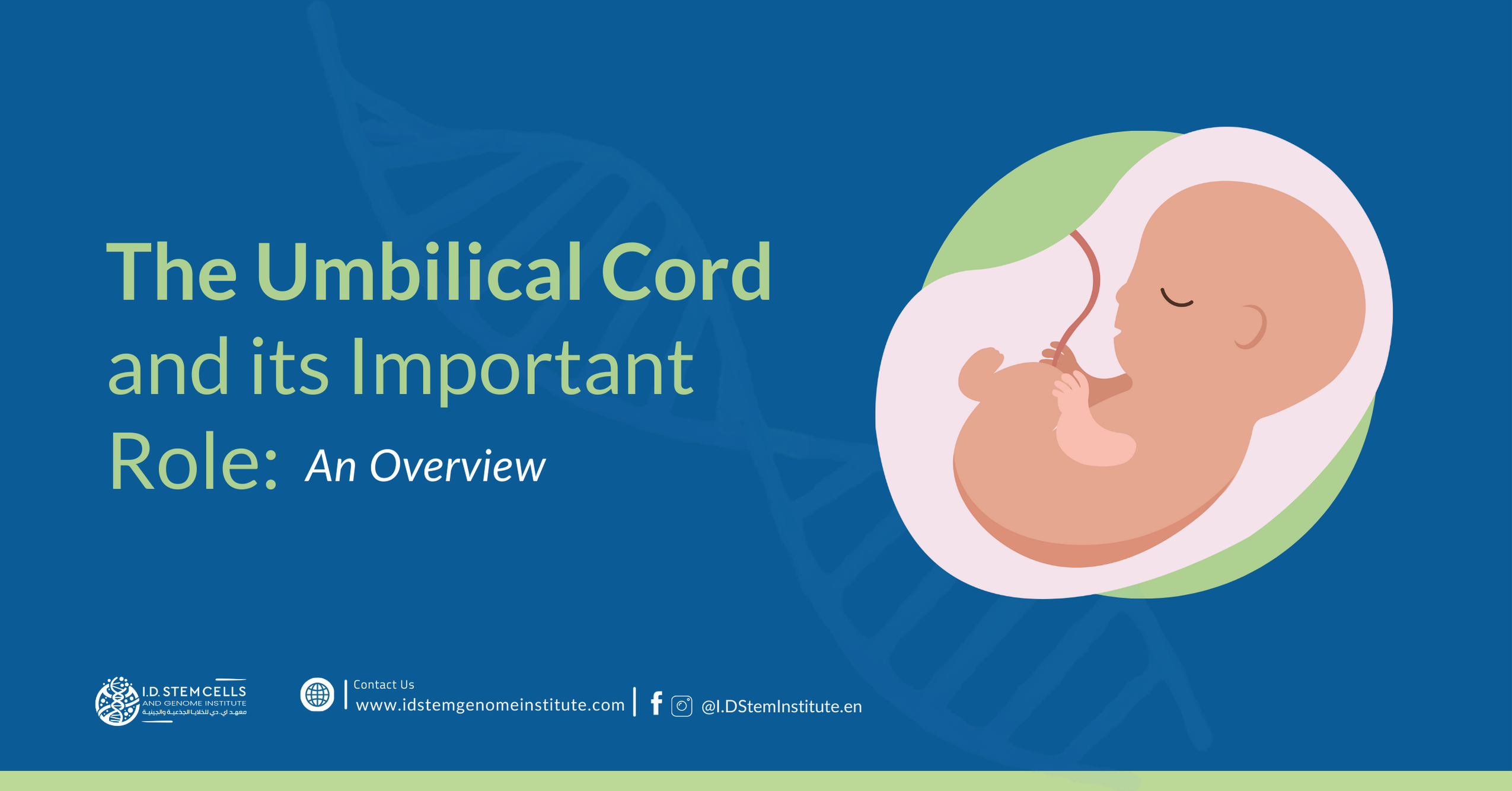 The Umbilical Cord and its Important Role: An Overview