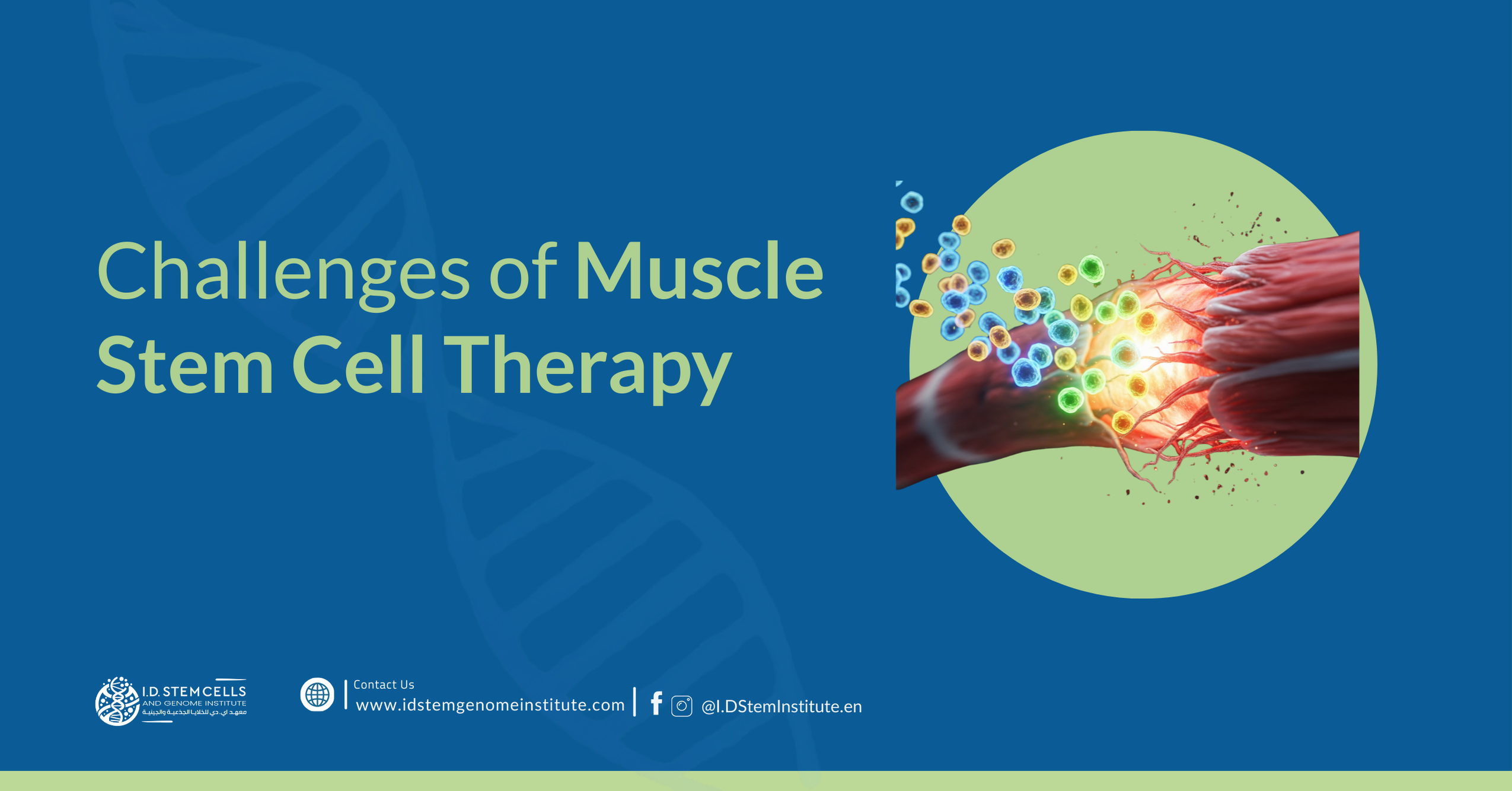 Challenges of Muscle Stem Cell Therapy