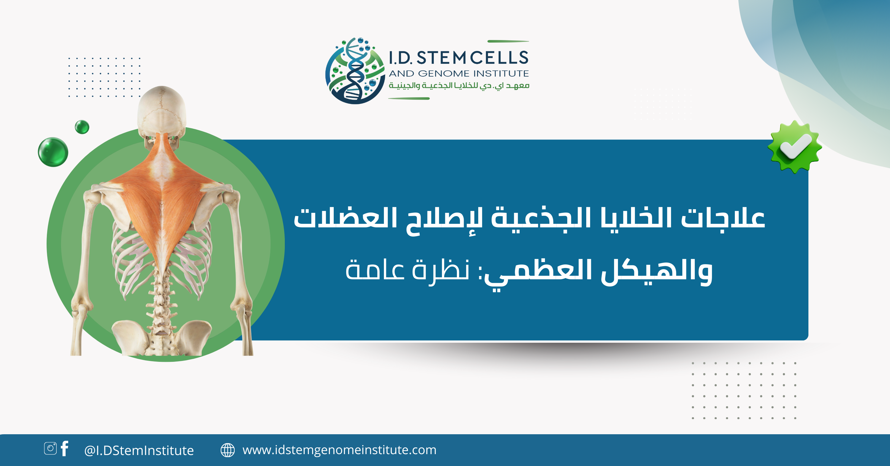 علاجات الخلايا الجذعية لإصلاح العضلات والهيكل العظمي:نظرة عامة