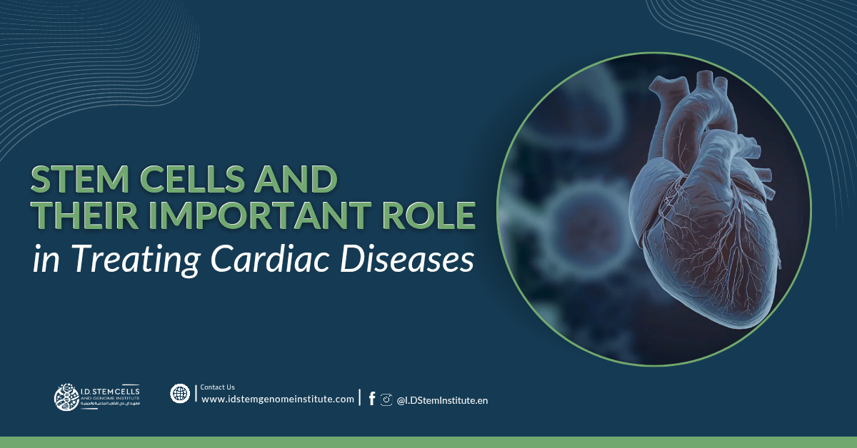 Stem Cells and Their Important Role in Treating Cardiac Diseases